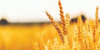 نگاهی به یک بازار ۵۰ میلیارد دلاری