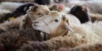 بازار گوشت در آستانه شوک؛ اعلام قیمت جدید دام زنده
