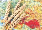 چشم‌انداز کم‌فروغ تجارت جهانی غلات