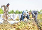 کشاورزی در محاصره ریسک کشاورزی در محاصره ریسک