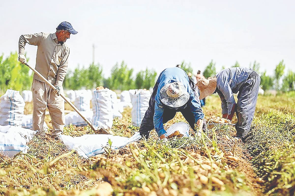 کشاورزی در محاصره ریسک