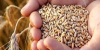 بررسی روند پرداخت مطالبات گندم کاران در دستورکار کمیسیون کشاورزی