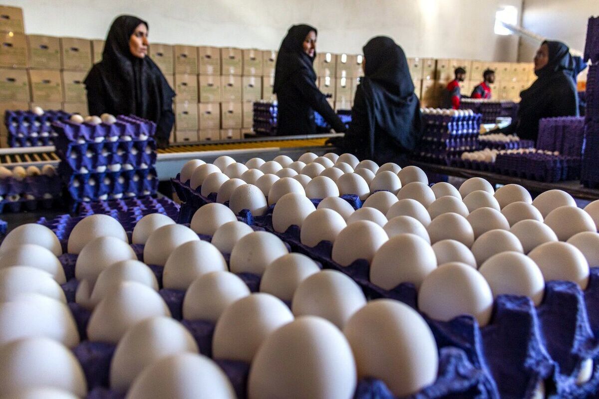 تخم‌مرغ زیر قیمت تمام‌شده فروخته می‌شود؛ تولیدکنندگان در زیان