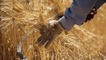 دولت زمان پرداخت مطالبات گندمکاران را اعلام کرد