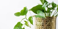 نکاتی برای مراقبت از گیاهان آپارتمانی نکاتی برای مراقبت از گیاهان آپارتمانی