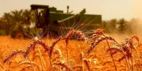 خبر مهم برای گندمکاران؛ آغاز پرداخت مطالبات به زودی