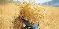 حمایت مالی از تولید گندم؛ پرداخت ۶۲.۳ همت به کشاورزان