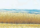 بیش از ۴۰‌درصد پول گندمکاران باقی مانده است