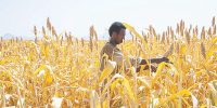 غذا گروگان جنگ و سیاست غذا گروگان جنگ و سیاست