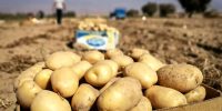 شوک به بازار؛ قیمت سیب‌زمینی ۲۰ هزار تومان گران شد!