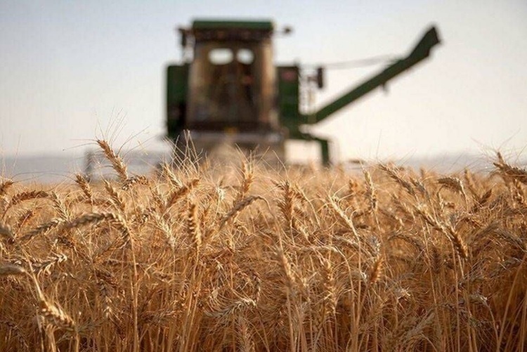 خبر مهم وزیر جهاد درباره قیمت گندم؛ آزادسازی منتفی شد؟